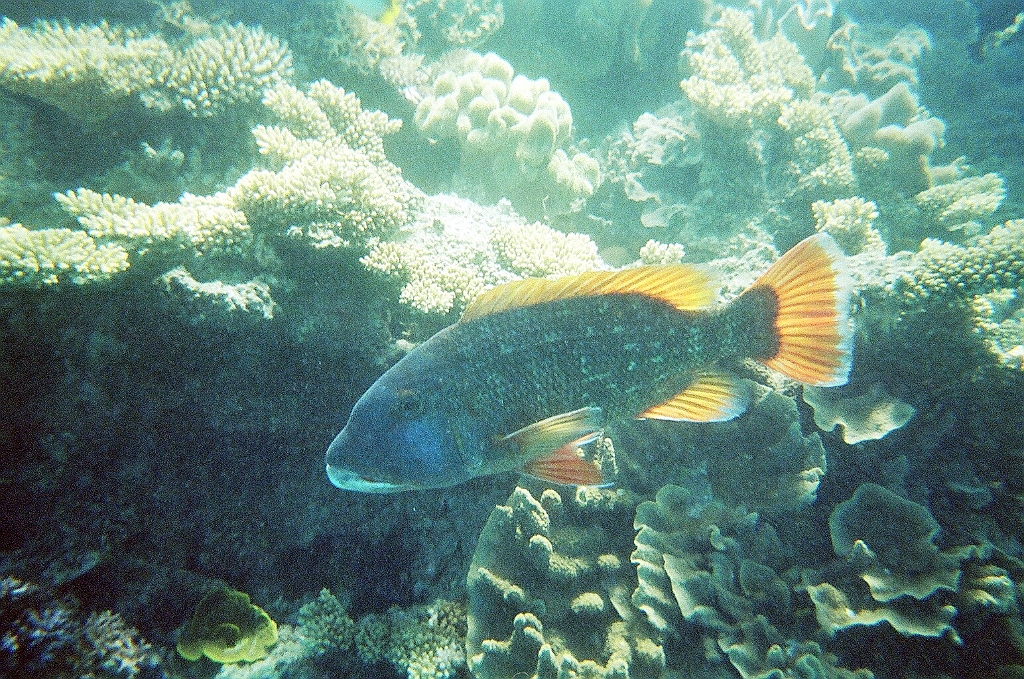 067 Great Barrier Reef.JPG